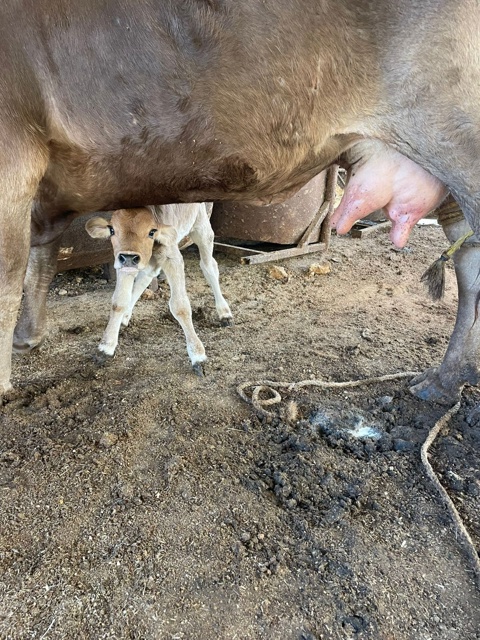 Becerro junto a su madre en el corral