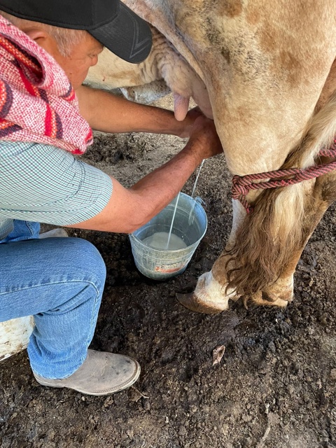 Persona ordeñando una vaca a mano y llenando un vaso con leche