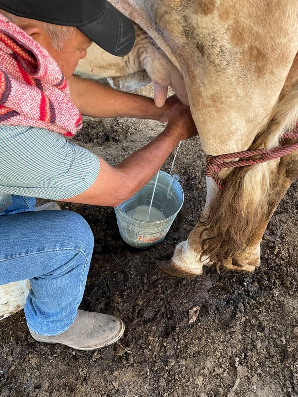 Vida de rancho: caballos, ordeña y animales de granja (2)