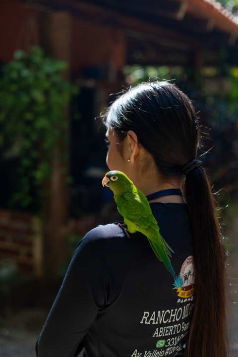 Periquito verde posado en el hombro de una visitante